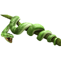 Green Snake Png Image