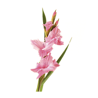 Gladiolus Transparent Image