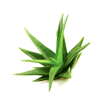 Aloe Image