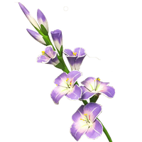 Gladiolus Transparent Picture