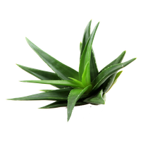 Aloe Clipart