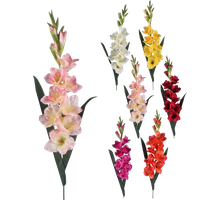 Gladiolus Transparent