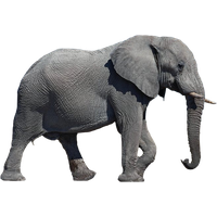 Elephant Transparent Background