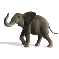 Elephant File