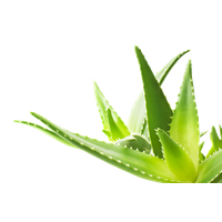 Aloe Transparent Image