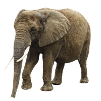 Elephant Transparent Image