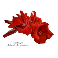 Gladiolus Transparent