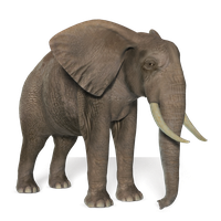 Elephant Image