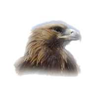 Eagle Head Clipart