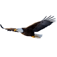 Flying Eagle File