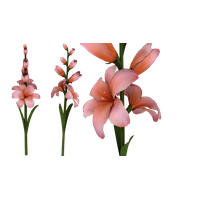 Gladiolus Hd