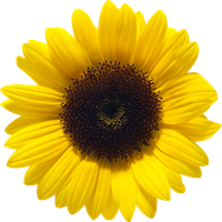 Sunflower File