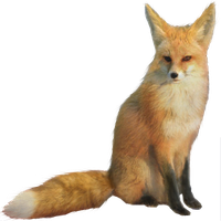 Fennec Fox Hd