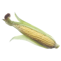 Corn Cob Image