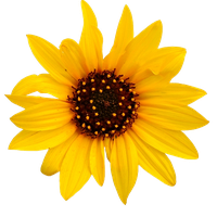 Sunflower Transparent