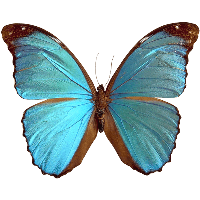 Blue Butterfly Png Image