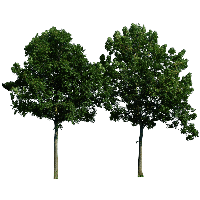 Tree Png Image Download Picture