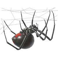 Black Widow Spider Transparent Image