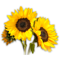 Sunflower Photos