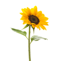 Sunflower Transparent Background