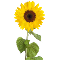 Sunflower Free Download