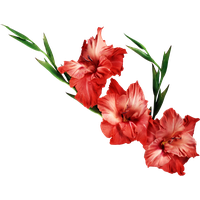 Gladiolus Clipart
