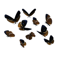 Butterflies Swarm Transparent