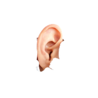 Human Ear Image