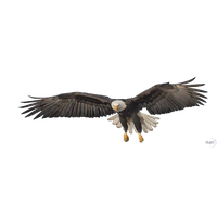 Flying Eagle Transparent Image
