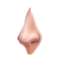 Nose Clipart