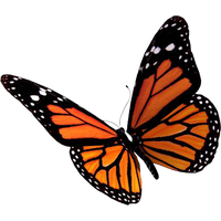 Flying Butterflies Clipart