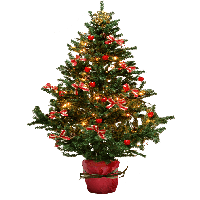 Christmas Fir-Tree Png Image