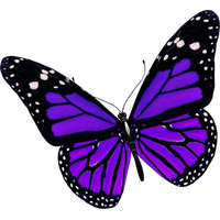 Purple Butterfly File
