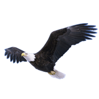 Flying Eagle Transparent