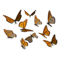 Butterflies Swarm Transparent Background