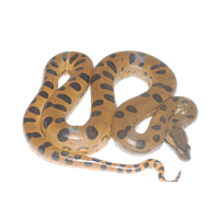 Anaconda Transparent Image