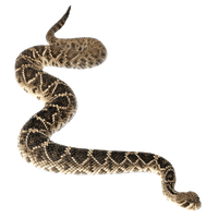 Anaconda Transparent Background