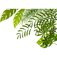 Jungle Image