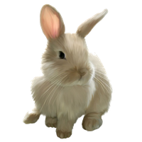 Easter Rabbit Image