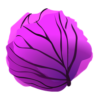 Purple Cabbage Clip Art