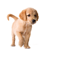 Golden Retriever Puppy Image
