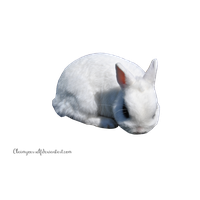 White Rabbit Clipart
