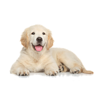 Golden Retriever Puppy File
