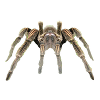 Spider Transparent Background