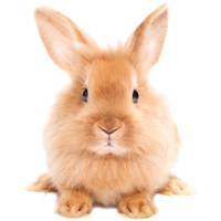 Easter Rabbit Hd