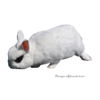 White Rabbit Transparent Image