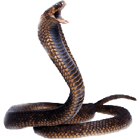 Cobra Snake Png Image Download Picture