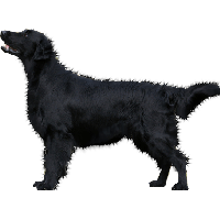 Dog Png Image Picture Download Dogs
