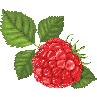 Rraspberry Png Image