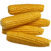 Yellow Corn Png Image